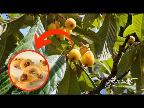 Ever heard of LOQUAT? - Nespole Fruit Tree - Addicted To Nature