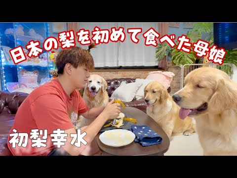 【幸水キタ】初めての日本の梨を食べた母娘【散歩拒絶の子犬】