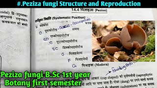 Life cycle of Peziza fungi  Structure and Reproduc