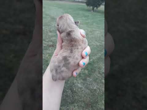 A beautiful Michigan Merle baby boy