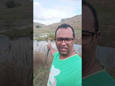 A anhuma ou inhaúma é a ave-símbolo do estado de Goiás, no Brasil e é vista em Sardoá MG