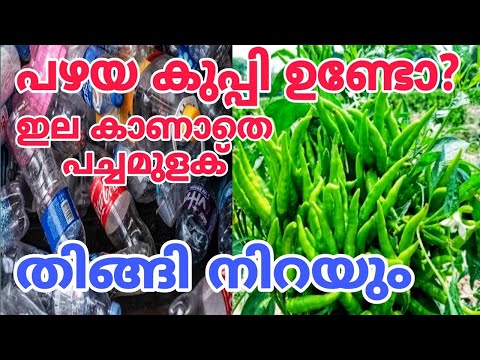 തുടക്കക്കാർക്ക് ഏറ്റവും നല്ല എളുപ്പവഴി | Chilli  Plant growing tips | pachamulaku krishi