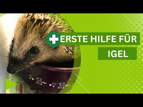 Erste Hilfe für Igel