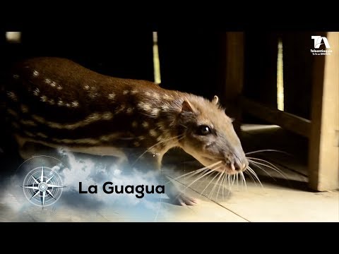 Expedición Antioquia, La Guagua - Teleantioquia
