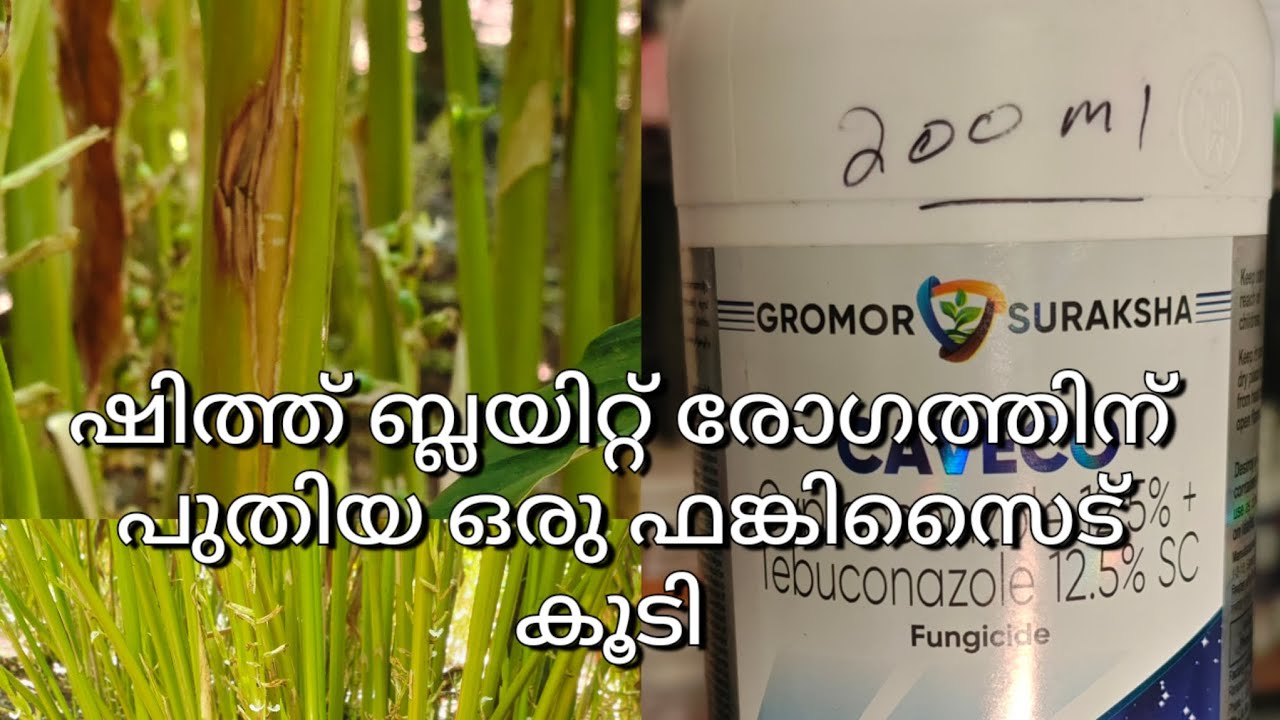 ഇളം തട്ട പൊട്ടികിറി ഒടിഞ്ഞു പോകുന്ന ഫങ്കൽ രോഗത്തിന് ഉള്ള ഫങ്കിസൈഡ് caveco