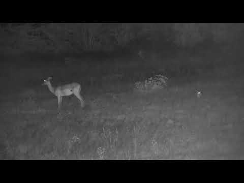 Djuma: Impala female on guard while her lamb rests - 03:30 - 01/15/2023