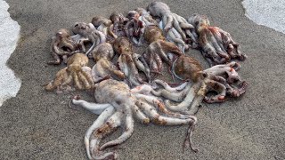 堤防タコ釣り釣果UPのコツ