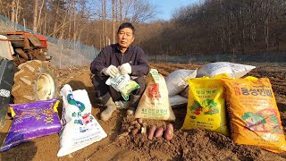 내년에 고구마 심을 자리 !! 오늘 경운기 로타리작업 했어요 무엇을 뿌려야 할까요??