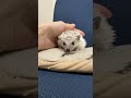 ハリネズミ（国産ベビー：ピント♂）懐っこいです♪のYouTubeサムネイル画像