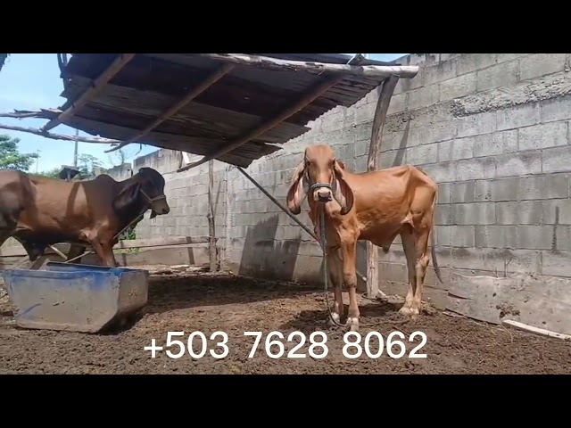 Vídeo relacionado con LEBANON MO MISSOURI Funny USA City Roots regalo vintage Camiseta
