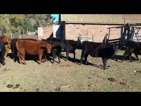 36 Terneros/Terneras Angus de 210 Kg. Gregorio Aberasturi SRL