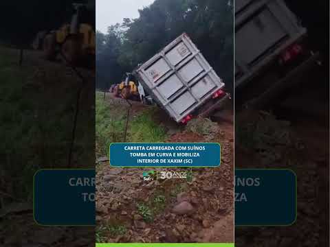 Carreta carregada com suínos tomba em curva e mobiliza interior de Xaxim (SC)