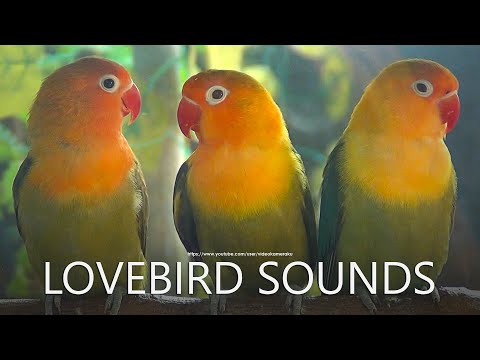 Lovebirds Sounds: Another Lovebird Trio but With Uncommon Colors