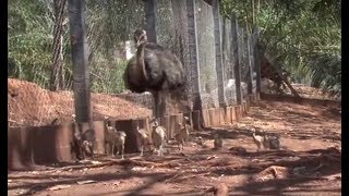 Miniatura do vídeo