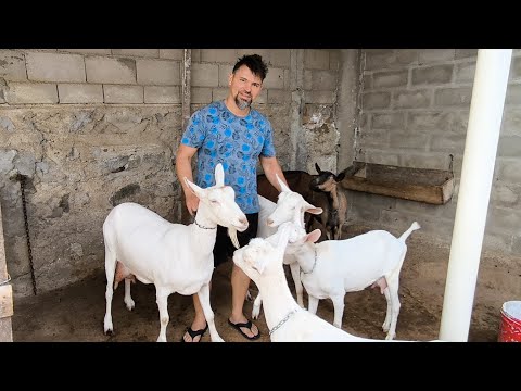 ABRAÃO MOSTRA SUA  CRIAÇÃO DE CABRAS LEITEIRA SÓ ANIMAIS TOP AROEIRAS PB 