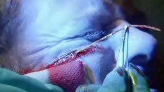 The Strain After Show Season 1 Episode 8 "Creatures Of The Night" | AfterBuzz TV