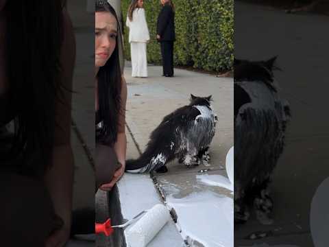 EL PEOR DIA DE MI VIDA 😭 #cat #catvideos #funny #gato #revenge