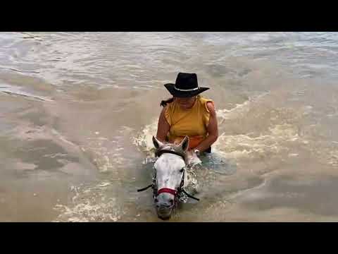 Recogida Del Ganado - Trabajo de Llano