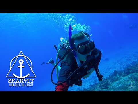 Drift Diving in Cozumel, Mexico | shark, sea turtle, eagle ray, moray eel