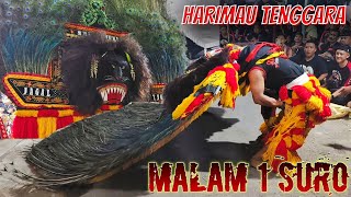 Download lagu BIKIN MERINDING 😱 4 PEMBARONG GANAS MACAN HITAM JAGAL COPER HARIMAU TENGGARA GEMPARKAN KARANGGEBANG mp3 Download lagu BIKIN MERINDING 😱 4 PEMBARONG GANAS MACAN HITAM JAGAL COPER HARIMAU TENGGARA GEMPARKAN KARANGGEBANG mp3
