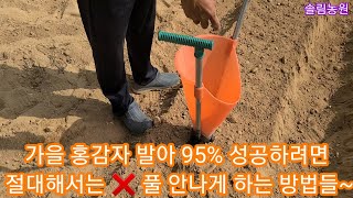 가을 홍감자 95%이상 성공하려면 이건 절대 하면 클람 풀 안나게 하는 방법들~카스테라,빨간,속노란 감자 홍…