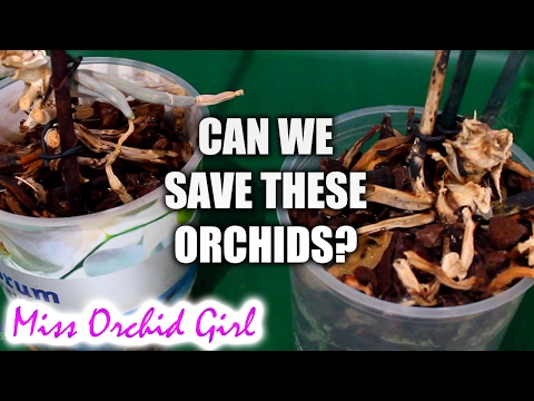 , title : 'Are these Orchids dead or alive? - saving Orchids through keikis'