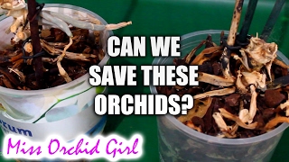 Are these Orchids dead or alive? - saving Orchids through keikis