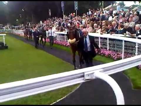 2012 Nunthorpe runners in the paddock