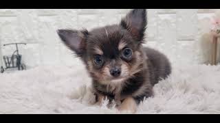 チワワ(ロング)の動画01