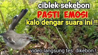 Download lagu SUARA PIKAT BURUNG CIBLEK AMPUH || suara ciblek kejepit. mp3