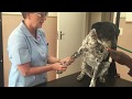 07 Taking A Blood Sample