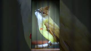 Download lagu JENGGOT GACOR MBESET mp3