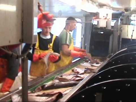 kw 42 kotter  (fishcutter) part 2