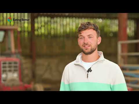 Producing pasture-fed beef and dairy in North Wales