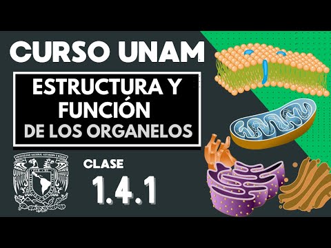 🌱 STRUCTURE and FUNCTION of CELLULAR ORGANELLES | Part 1 | UNAM Exam | Biology | The Cell