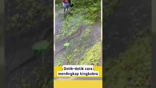 Download lagu Detik-detik cara men4ngkap King ko ra besar #kingcobra #shorts mp3 Download lagu Detik-detik cara men4ngkap King ko ra besar #kingcobra #shorts mp3