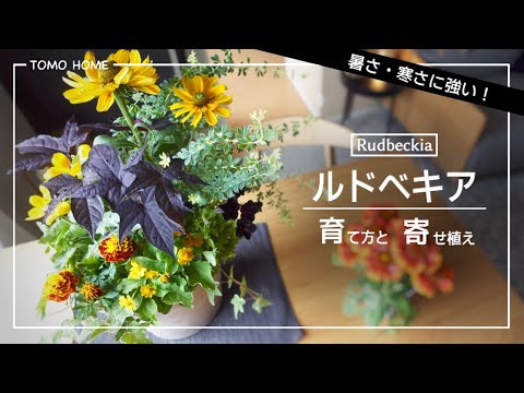 ルドベキアは耐寒性がありますか? 植物
