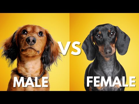 Male Vs Female Dachshund: 10 Differences Between Them