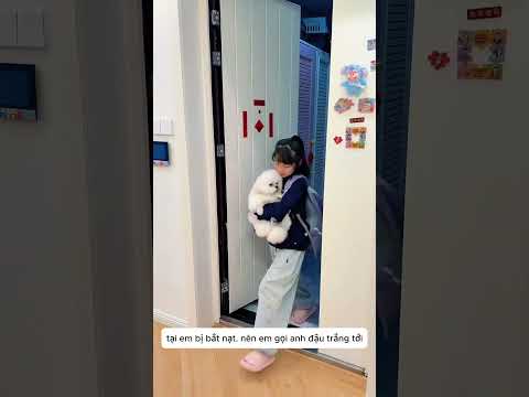 hai chú mèo ở nhà bắt nạt chú chó đậu trắng #viralvideo