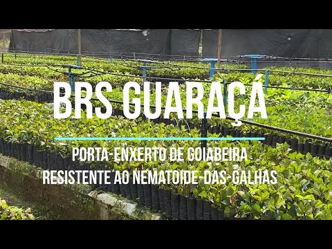 Porta-enxerto de goiabeira resistente ao nematoide-das-galhas