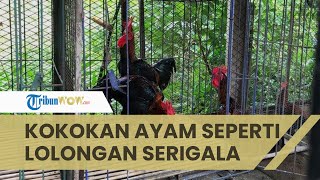 Ayam Pelung Suara Kokokan Seperti Lolongan Serigala, Satu Ekor Ayam Bisa Capai Jutaan Rupiah