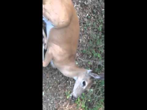 REAL DEER WHISPERER