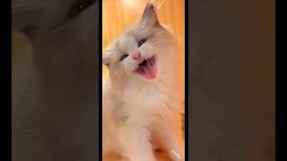 funny cat #funny #cat #cats #fyp #catvideos #catshorts #fypシ #youtubeshorts #cute #ytshorts #memes
