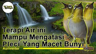 Download lagu Terapi Air Untuk Pleci Yang Macet Bunyi dan Belajaran Bunyi (Pleci Auri, Auriventer, Mata Puteh) mp3