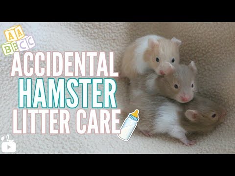 Accidental Hamster Litter care! (Baby hamsters!)