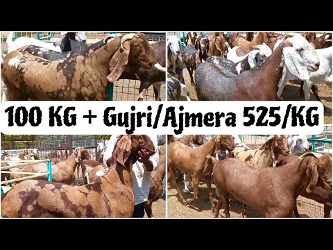 100 KG+ Gujri/Ajmera Khassi Bakre ONLY 525/KG at M.M Goat Farm Chhapi, Gujarat
