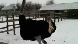 preview picture of video 'Страусы на снегу (часть 2). Драка страусов'