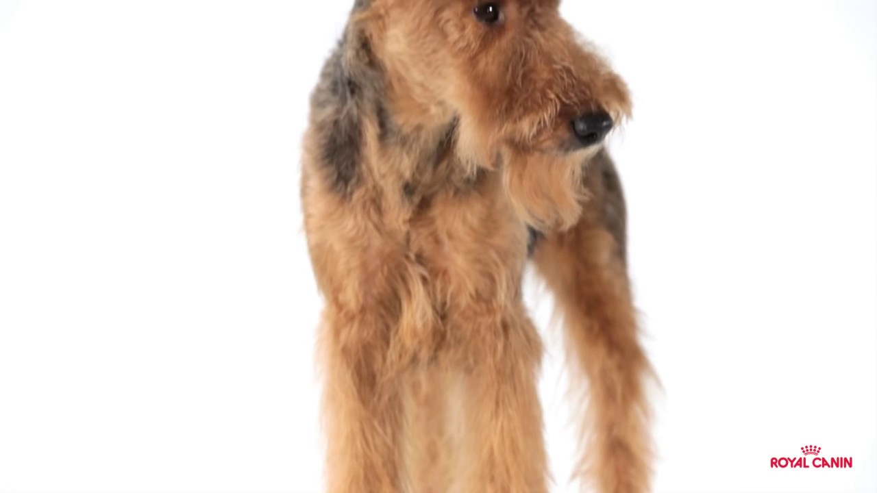 Watch video Royal Canin Satiety Now Royal Canin Satiety