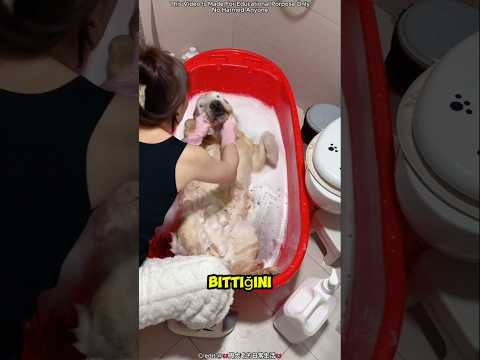 Bu köpek banyodan o kadar keyif aldı ki uyuyakaldı 🛁🐶 #shortvideo