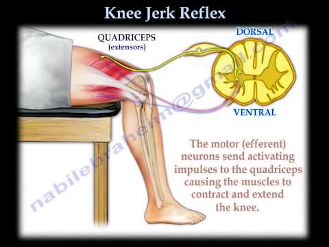 Knee Jerk Reflex - Everything You Need To Know - Dr. Nabil Ebraheim